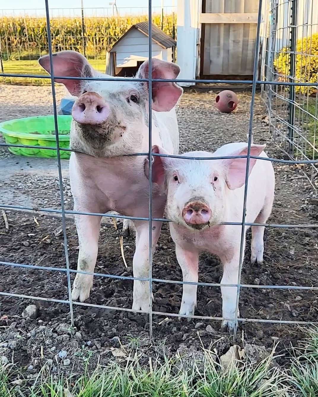 About the Pigs Do Fly campaign on Bonfire 3