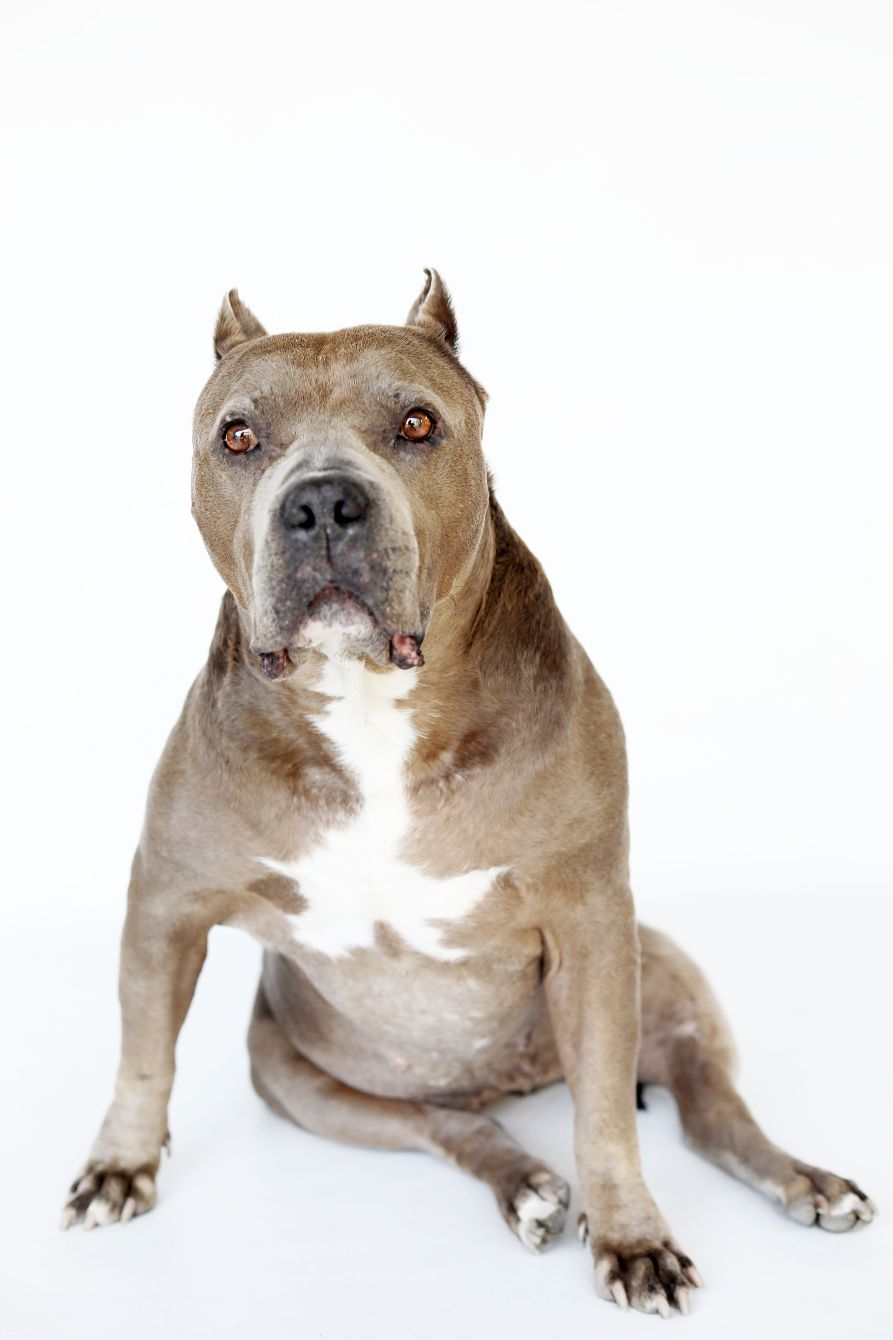 About the BAN BREEDING - SALLY campaign on Bonfire 2