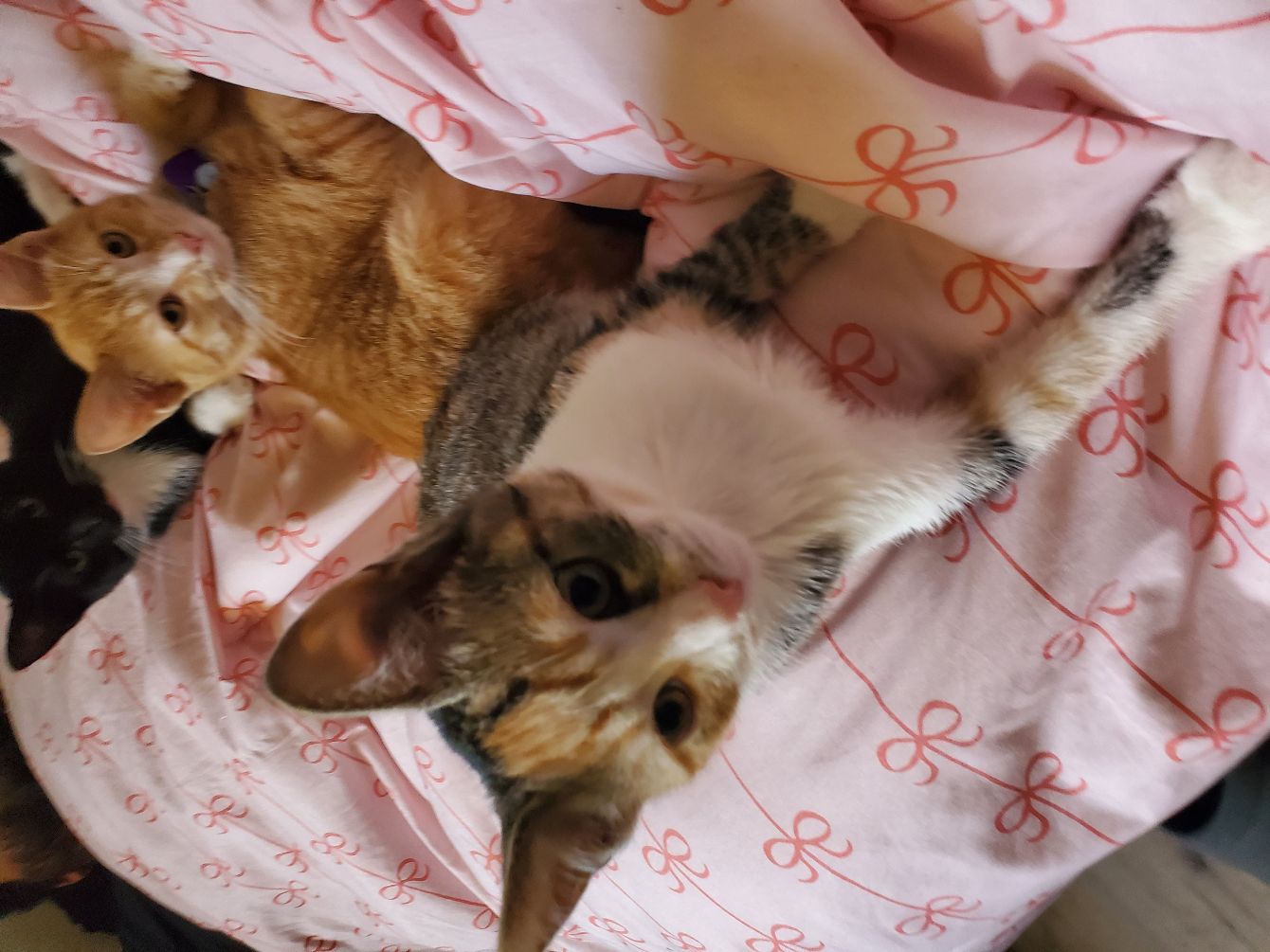 About the Haus Silverayne? Susan & The Kittens campaign on Bonfire 2