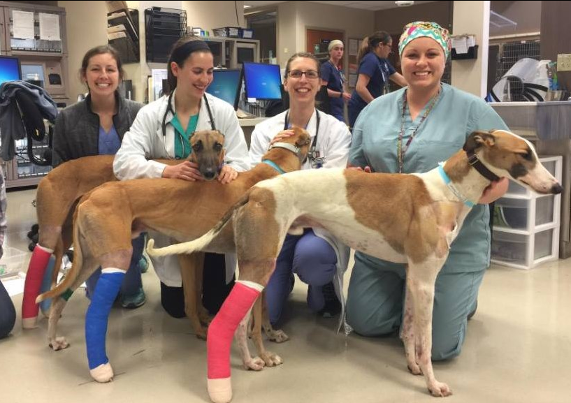 About the "4 Legs 4 Hounds Greyhound Program" campaign on Bonfire 1