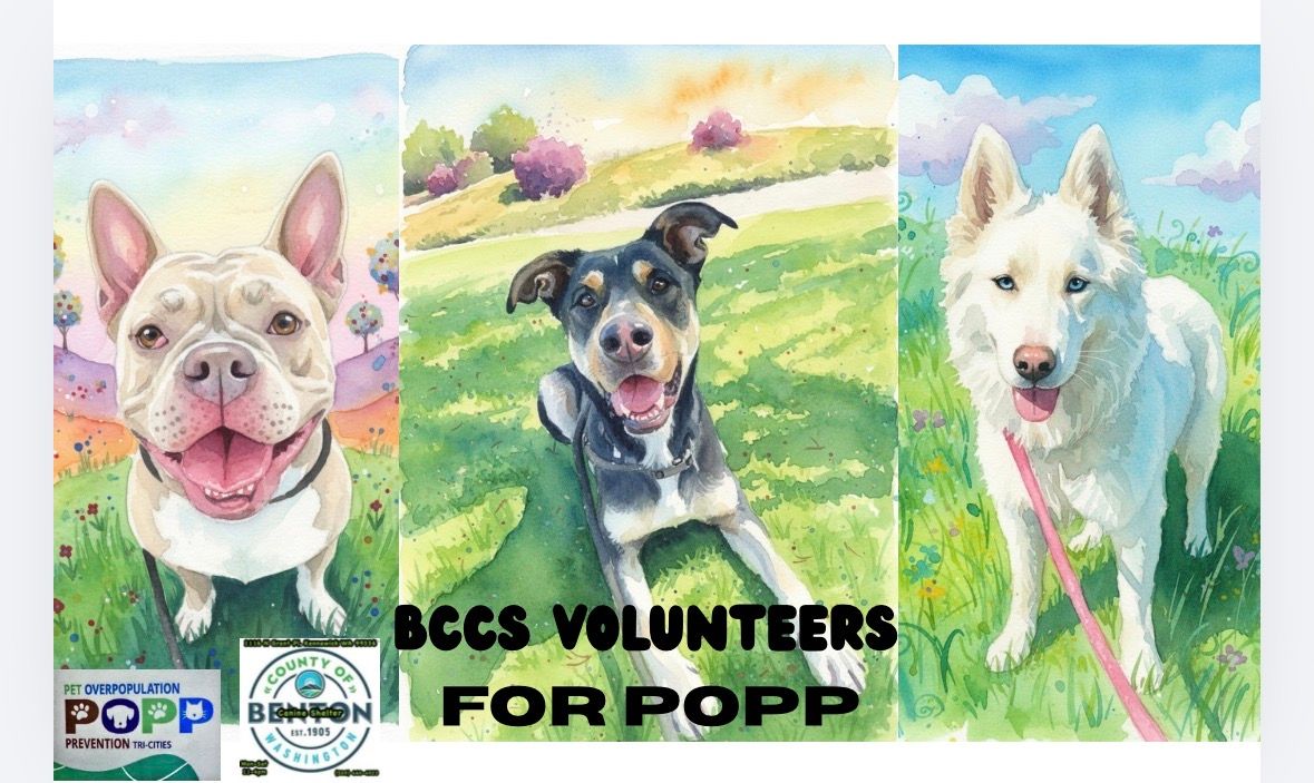 About the All the Dogs campaign on Bonfire 2