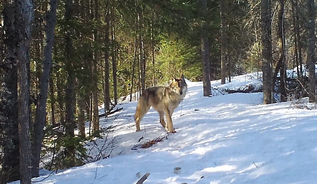 About the National Wolfwatcher Coalition campaign on Bonfire 3