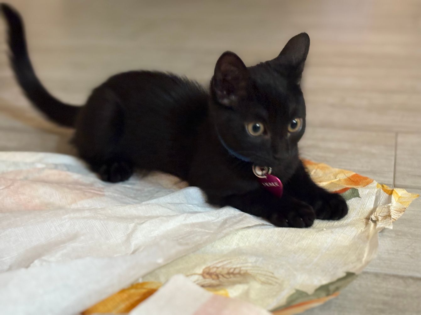 About the Saumur shirts - black kitten edition campaign on Bonfire 2