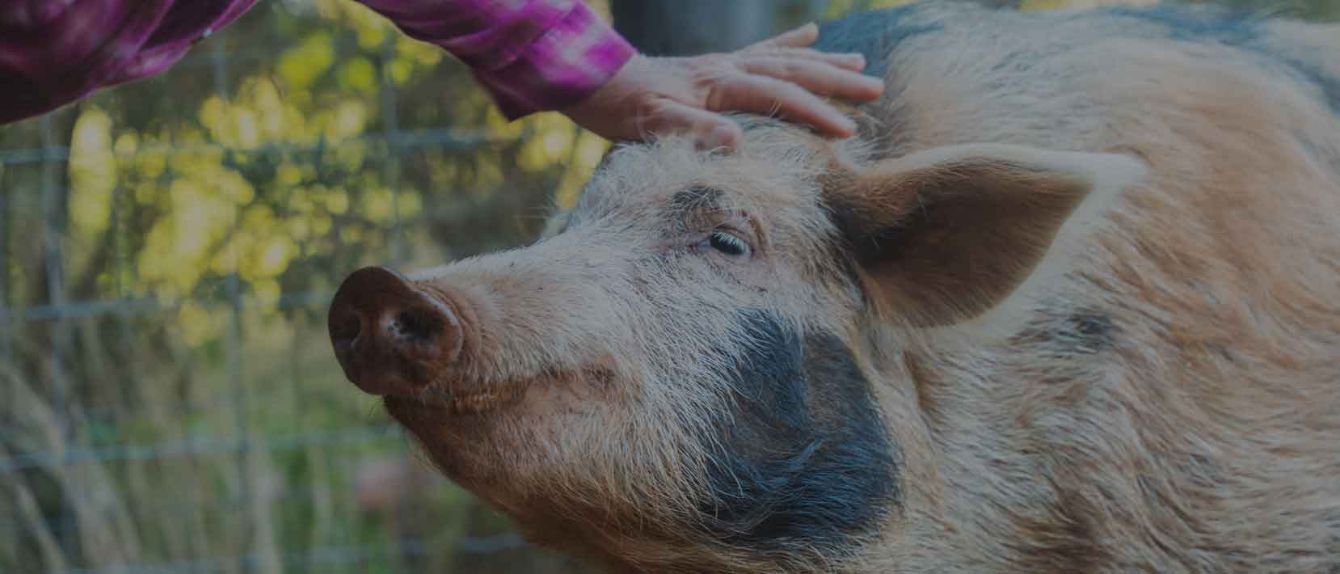 About the  campaign on Bonfire 2