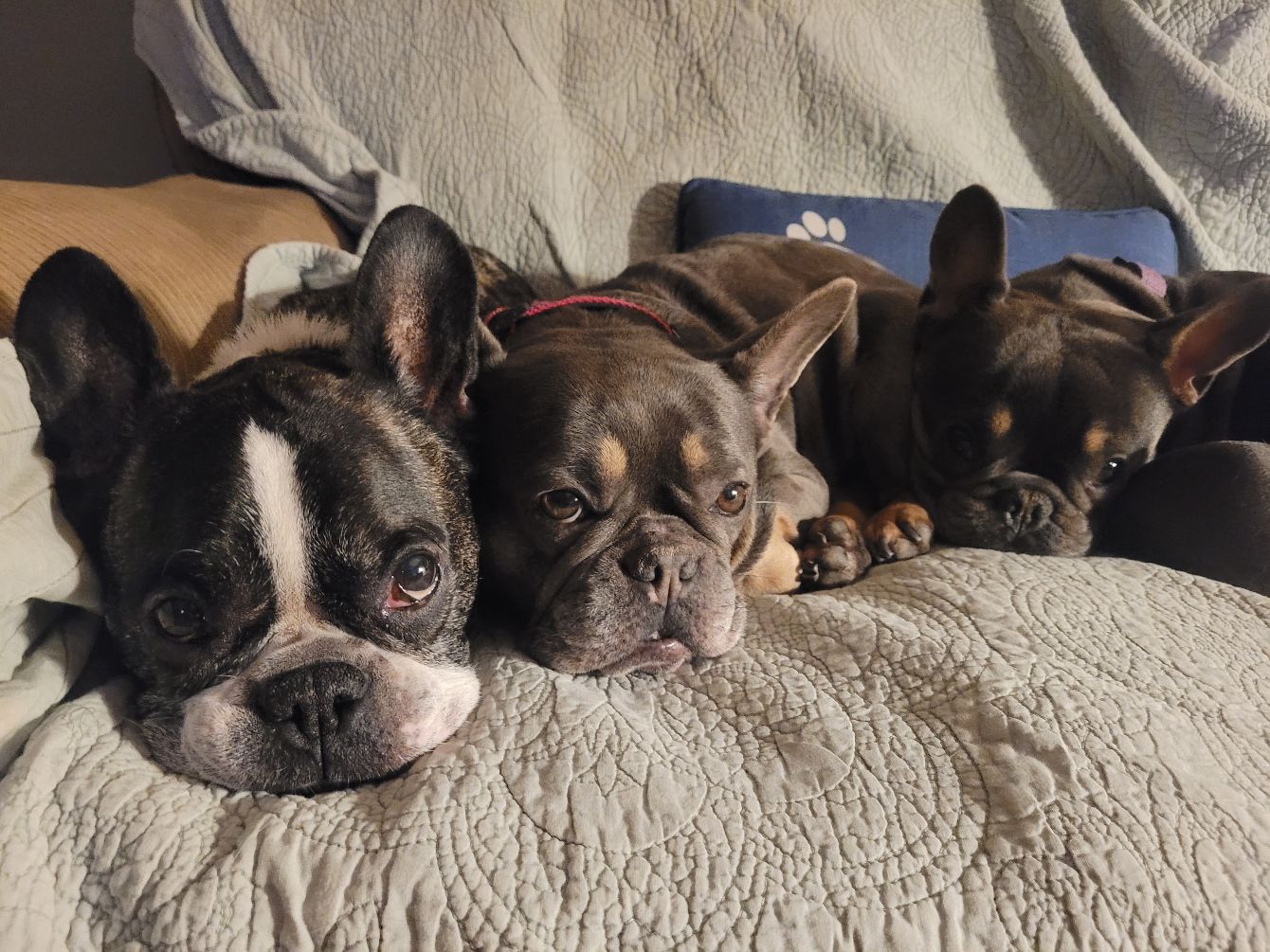 About the Support Walker's Way Rescue campaign on Bonfire 4