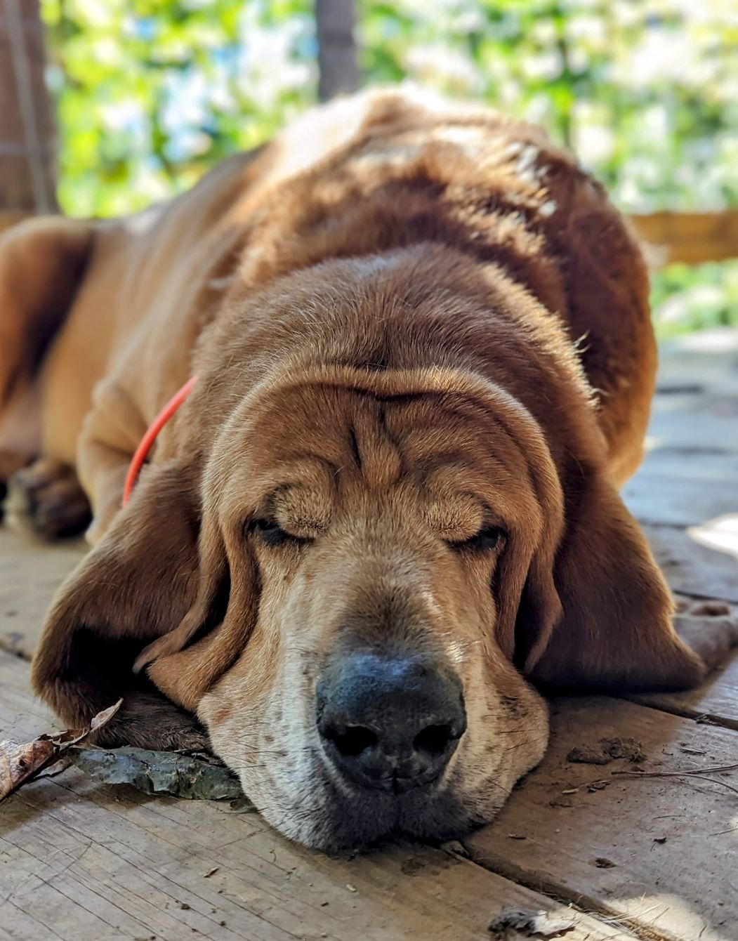 About the Take Notes with Cooter campaign on Bonfire 2