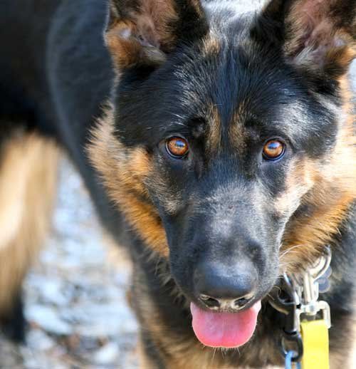 About the DRINK COFFEE, PET DOGS campaign on Bonfire 2