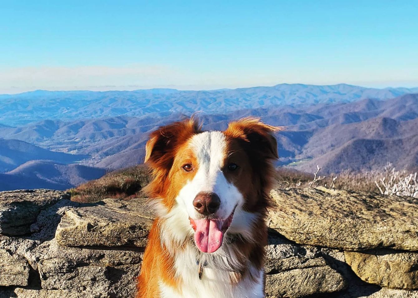 About the Miles for Blaze campaign on Bonfire 2