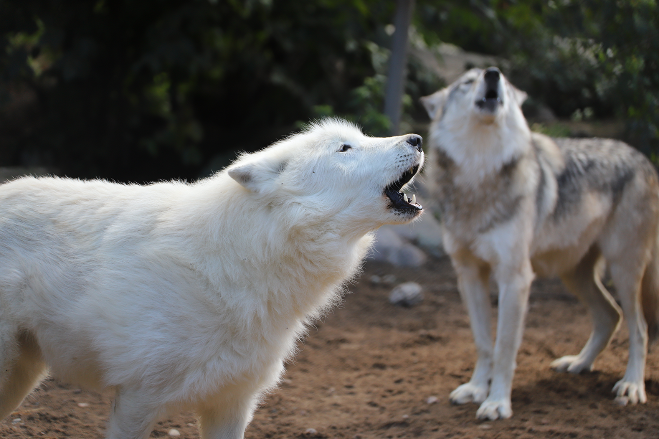 About the  campaign on Bonfire 0