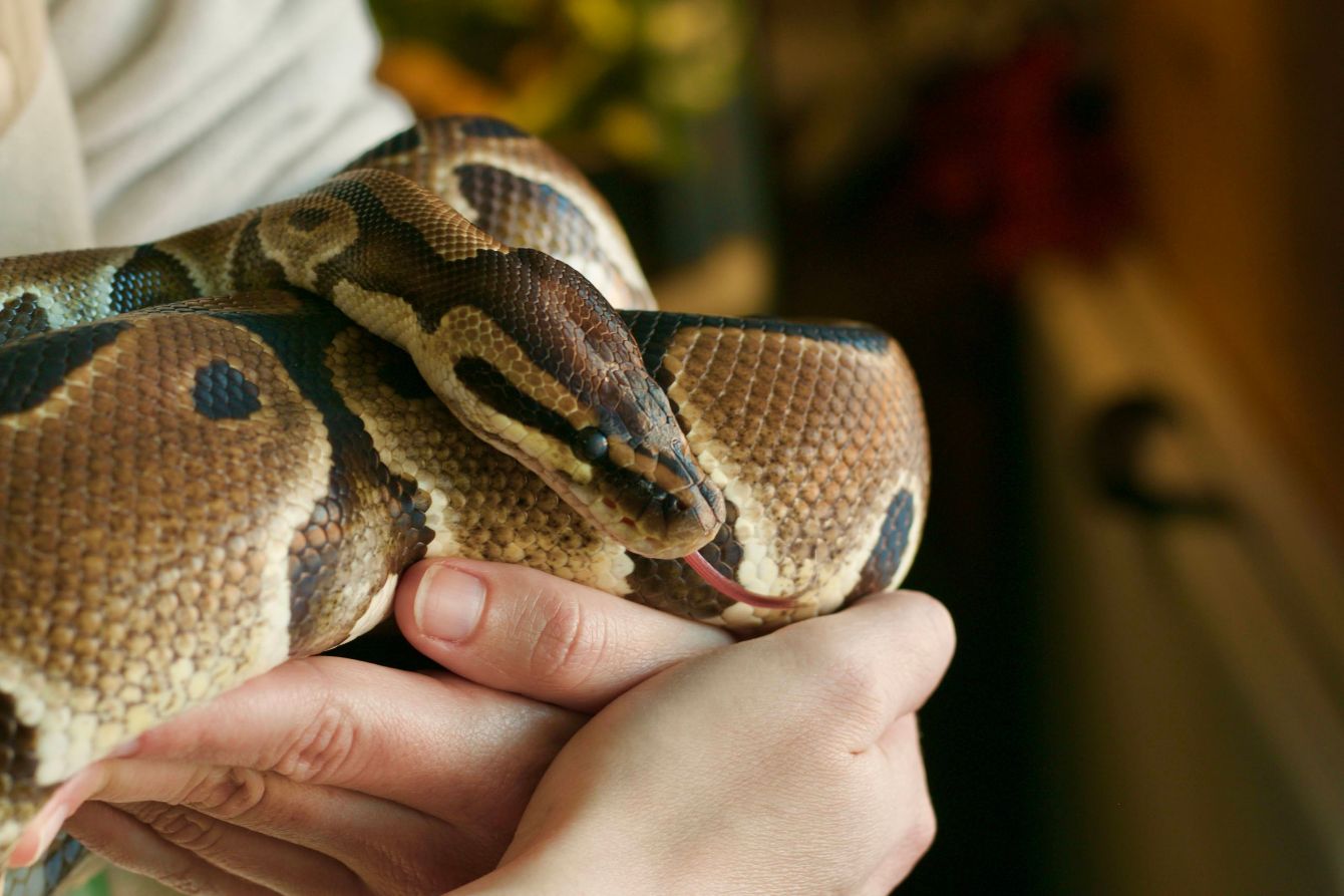 About the RACR Tee campaign on Bonfire 2