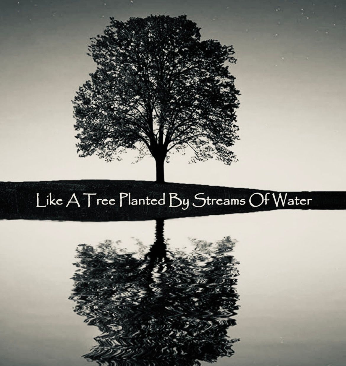 About the  campaign on Bonfire 2