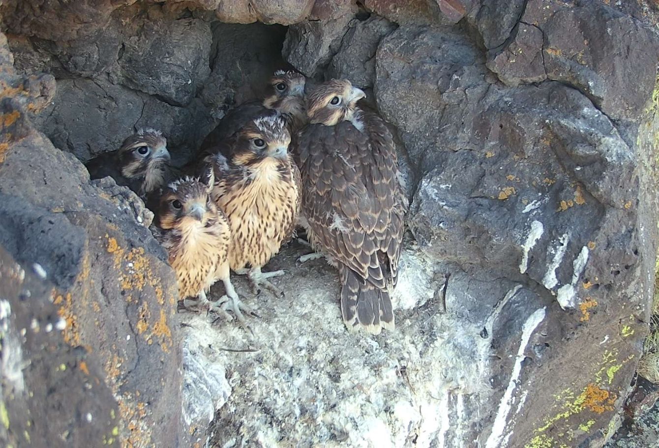 About the Raptor Research & Conservation campaign on Bonfire 3