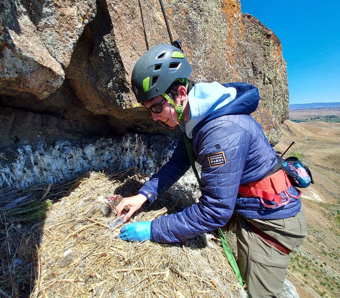 About the Raptor Research & Conservation campaign on Bonfire 5