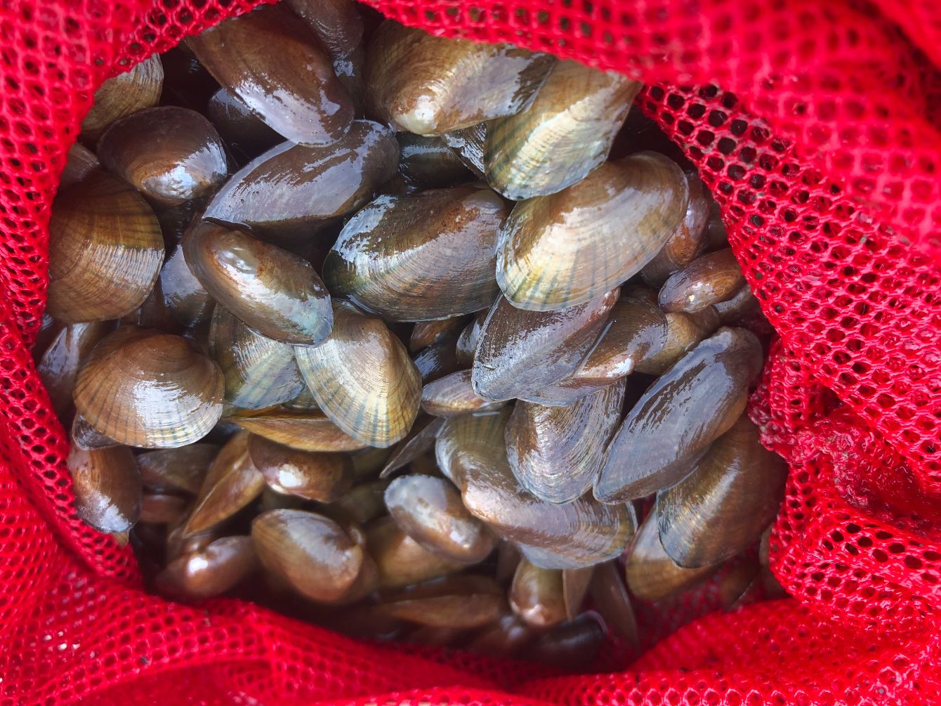 About the Mussel Power Pride campaign on Bonfire 2