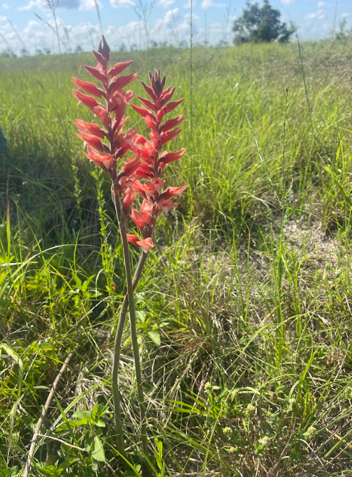 About the Getting back to our 'Roots' campaign on Bonfire 2