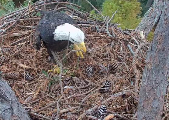 About the Eagle CAM project campaign on Bonfire 2