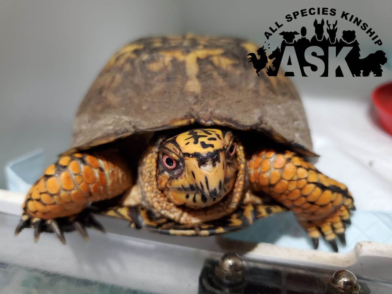 About the Turtle Rescue Support campaign on Bonfire 2