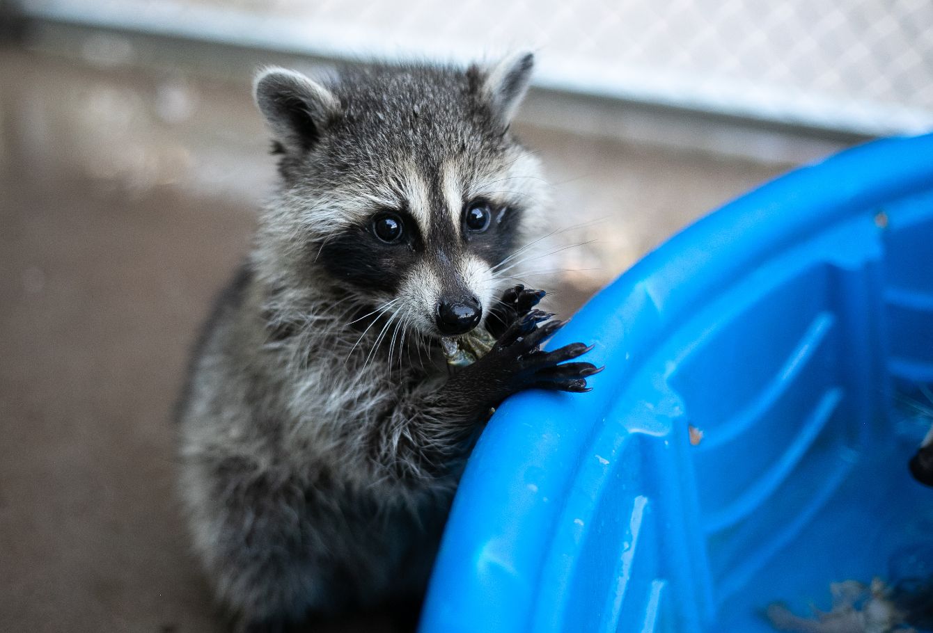 About the Raccoon Rompin' campaign on Bonfire 2