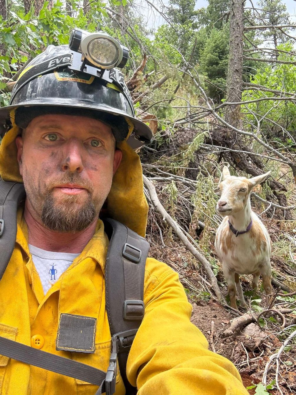 About the Goldie The Fire Goat campaign on Bonfire 4