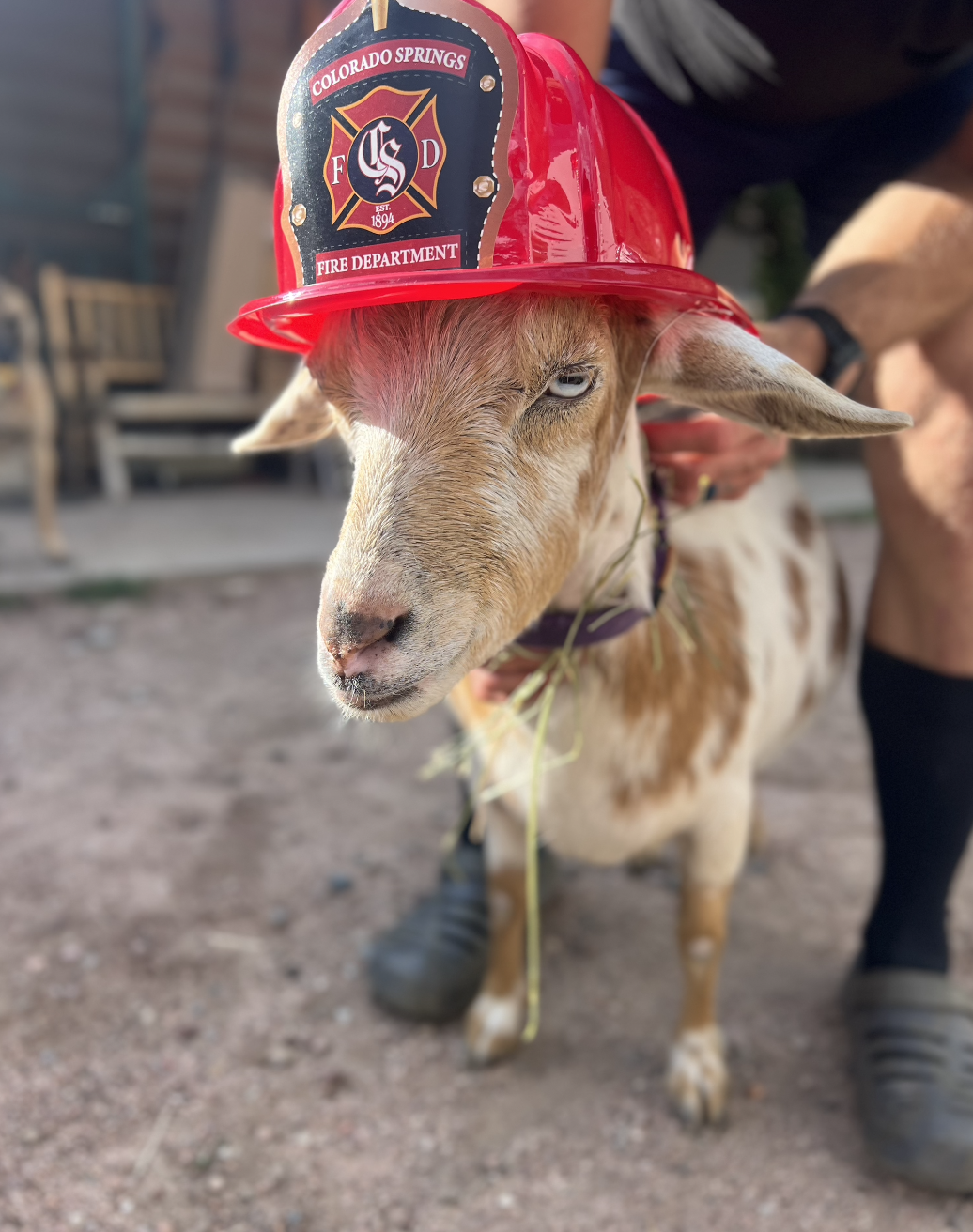 About the Goldie The Fire Goat campaign on Bonfire 7