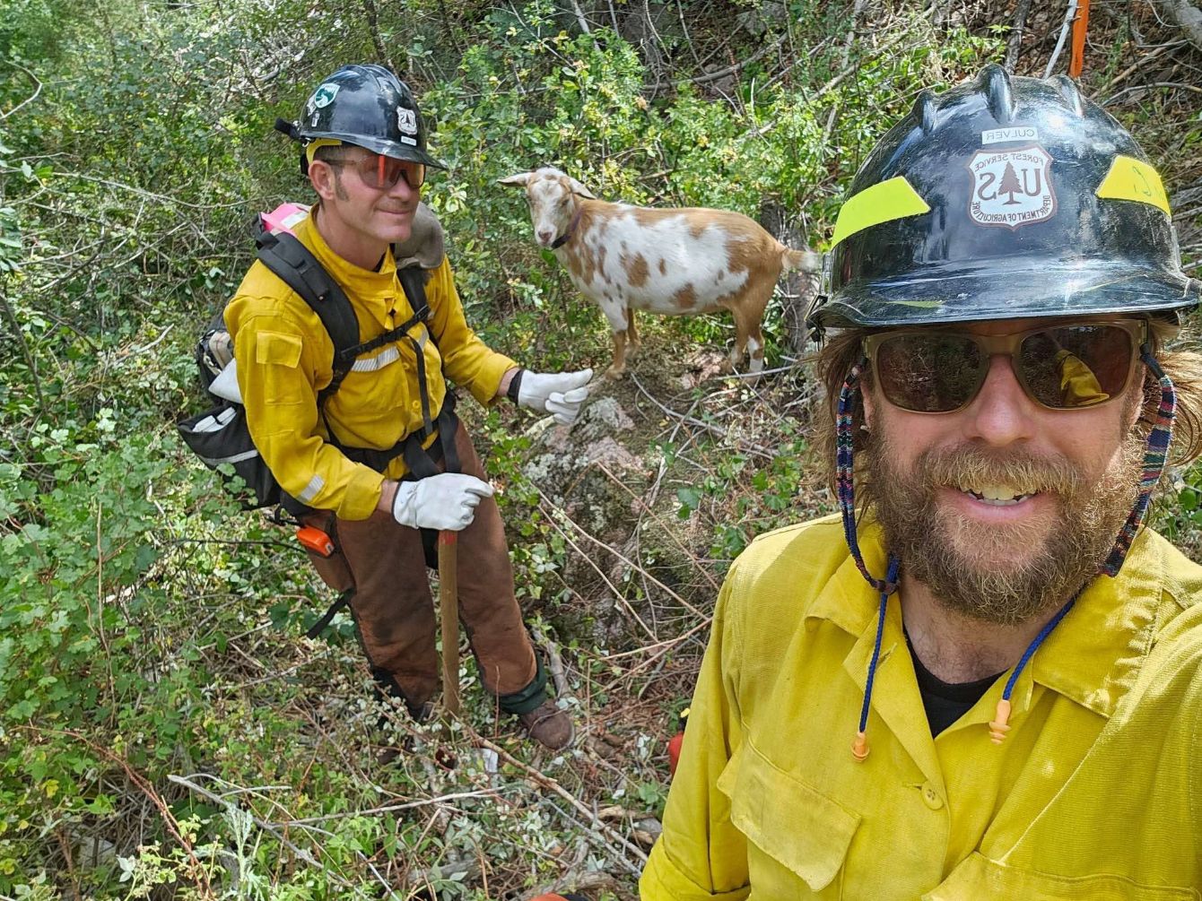 About the Goldie The Fire Goat campaign on Bonfire 5