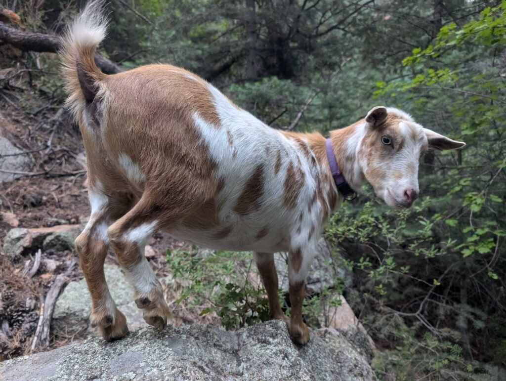 About the Goldie The Fire Goat campaign on Bonfire 2