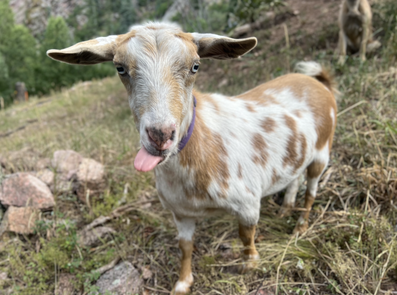 About the Goldie The Fire Goat campaign on Bonfire 6