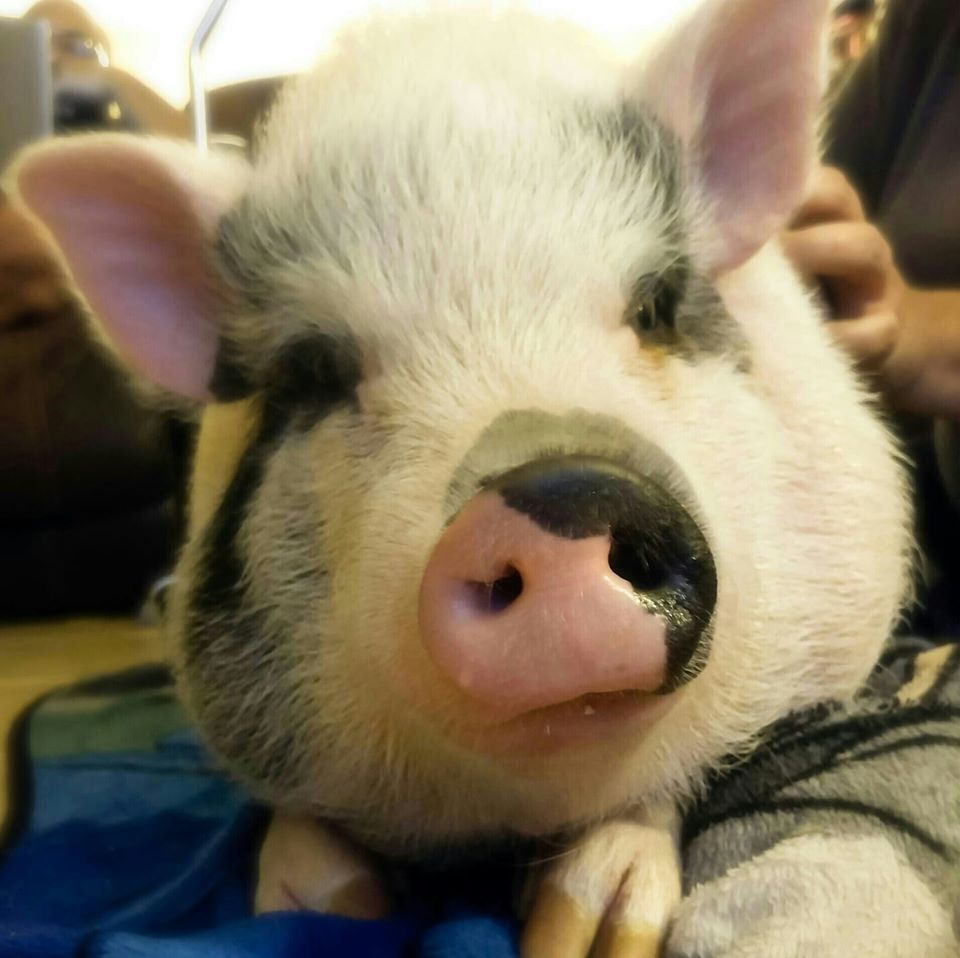 About the SAHH Logo Gear campaign on Bonfire 2