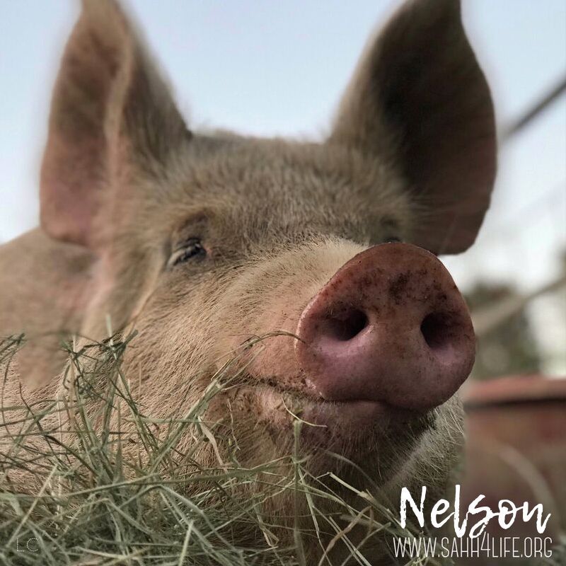 About the SAHH Logo Gear campaign on Bonfire 6