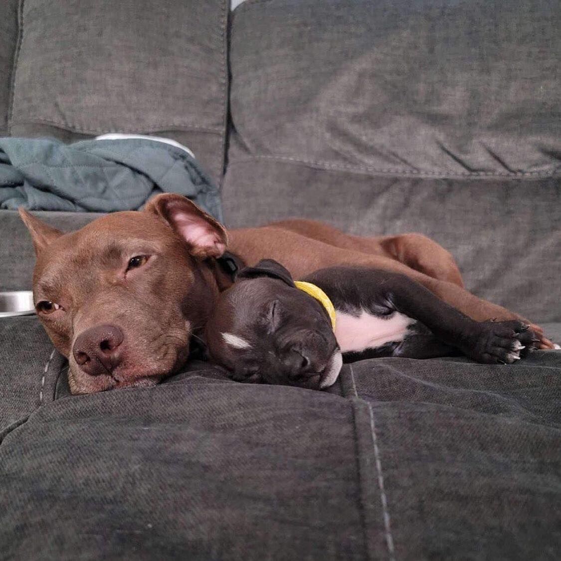 About the Rescue is Another Word for Love campaign on Bonfire 2