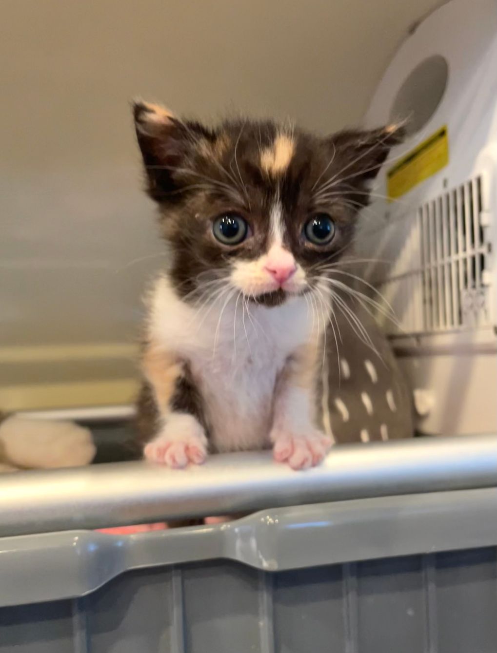 About the Potato Baby Needs to Poop campaign on Bonfire 2