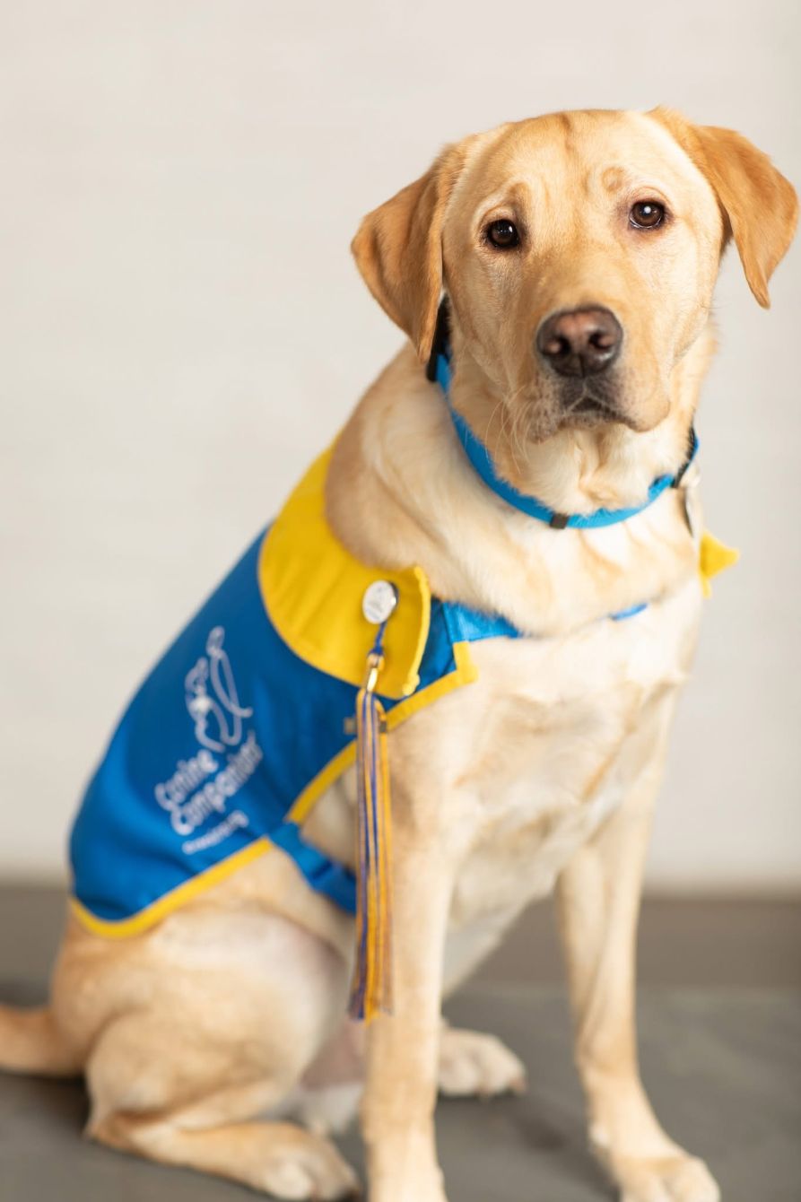 About the Lions Project for Canine Companions campaign on Bonfire 2