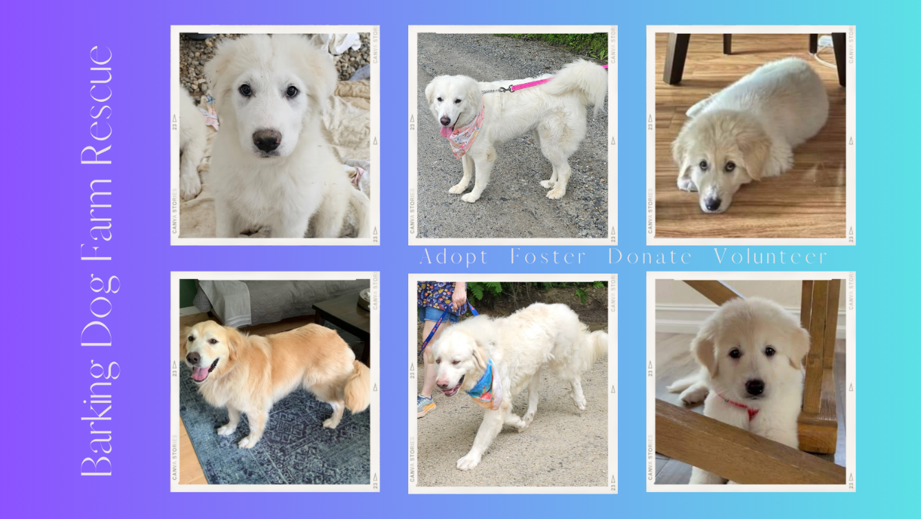 About the Barking Dog Farm Rescue campaign on Bonfire 2