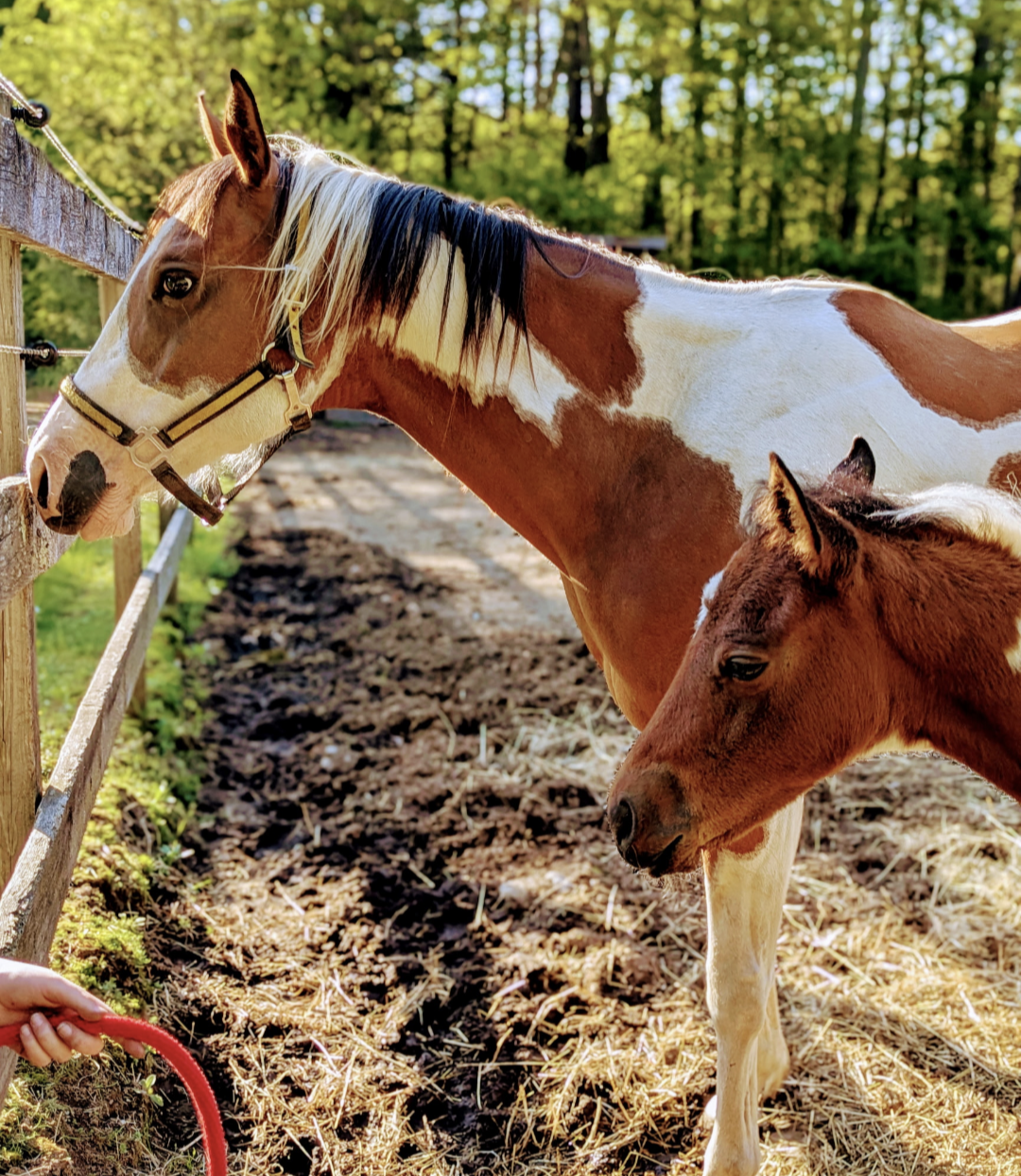 About the  campaign on Bonfire 3