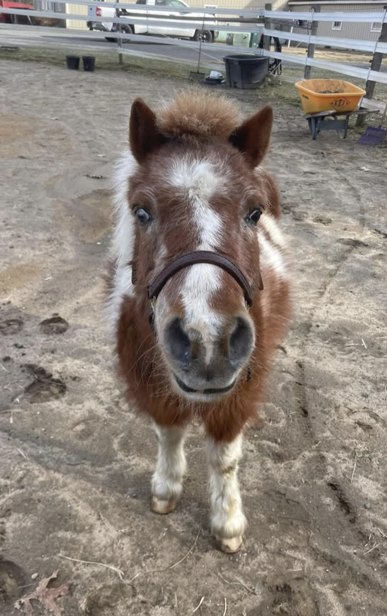 About the  campaign on Bonfire 5