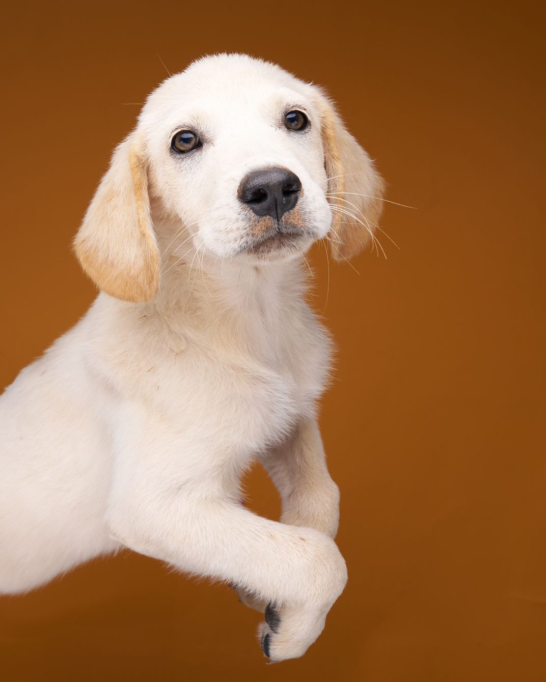 About the Rescued Not Damaged campaign on Bonfire 2