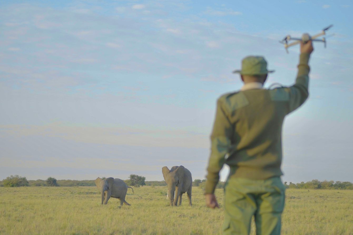 About the World Elephant Day campaign on Bonfire 2