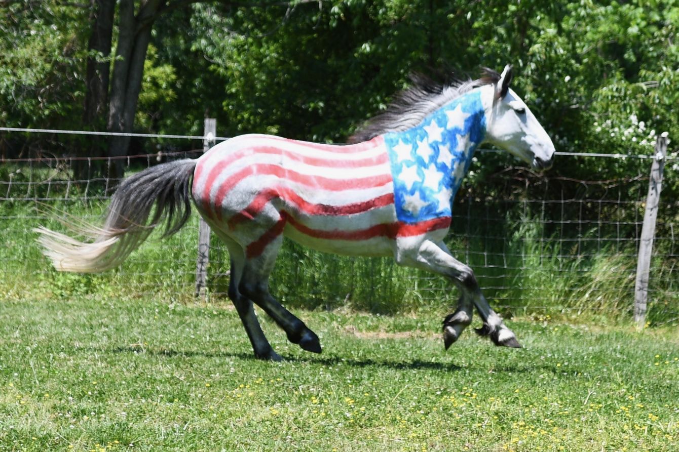 About the Limited Edition Patriotic Shirts campaign on Bonfire 2
