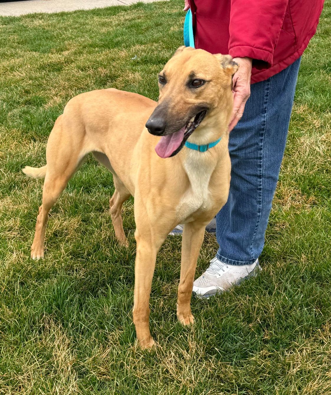 Retired Greyhound Greyhounds Available For Adoption Near Me Prison