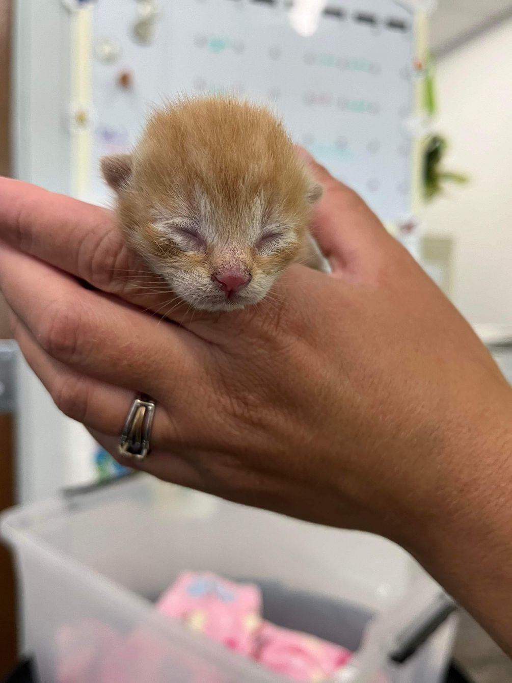 About the The Best Things in Life are Rescued! campaign on Bonfire 2