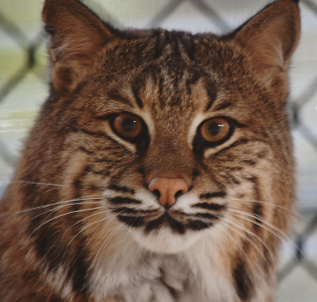 About the RAWR Sanctuary campaign on Bonfire 2