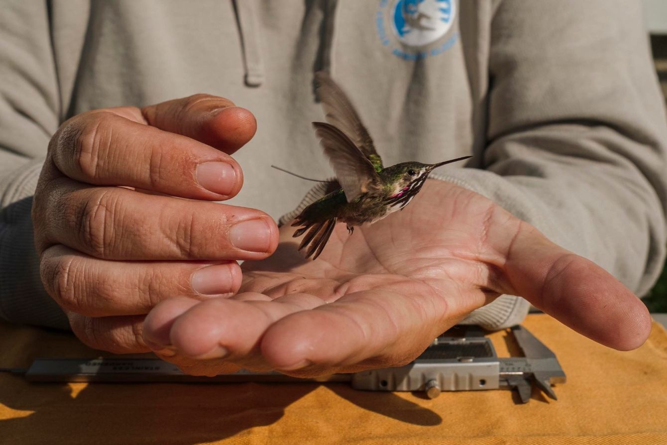 About the  campaign on Bonfire 1