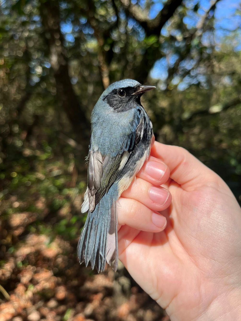 About the  campaign on Bonfire 5