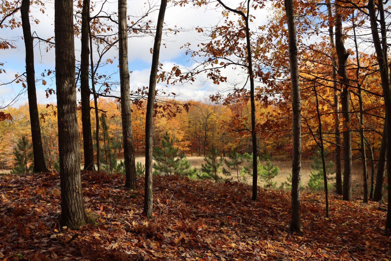 About the CWC Badge T-shirt campaign on Bonfire 2