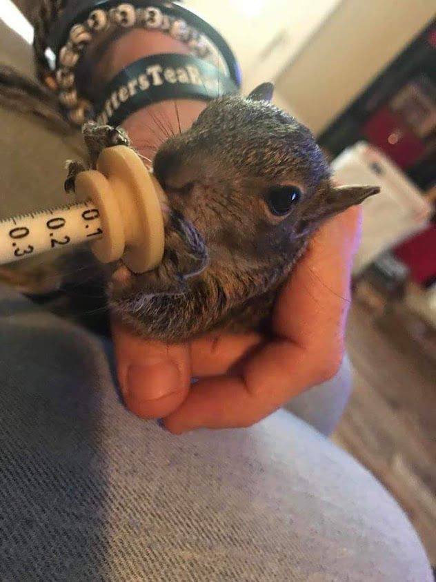 About the #SquirrellyAF | Jumping Squirrel Shirts campaign on Bonfire 2