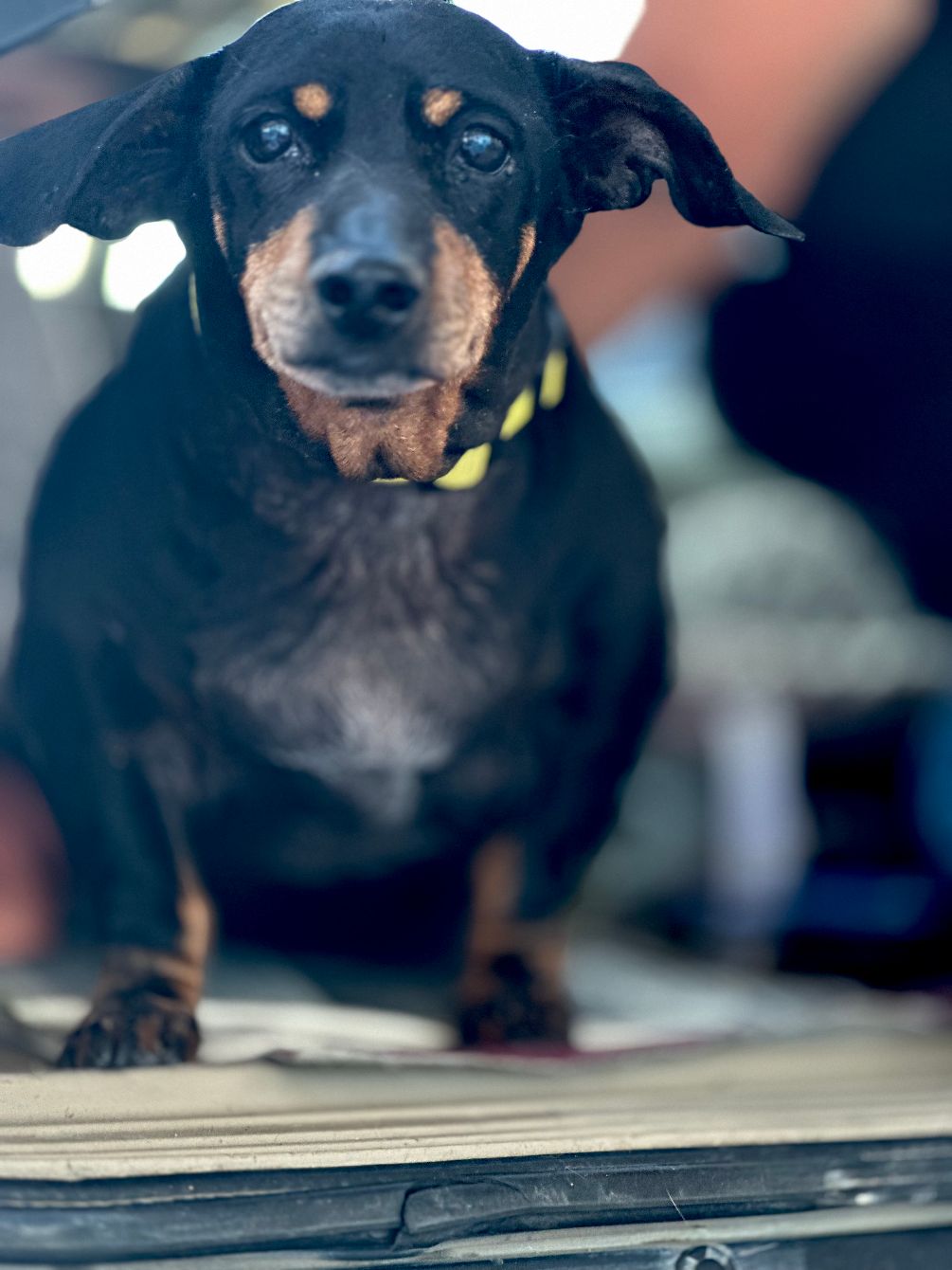 About the Diet Dog campaign on Bonfire 2