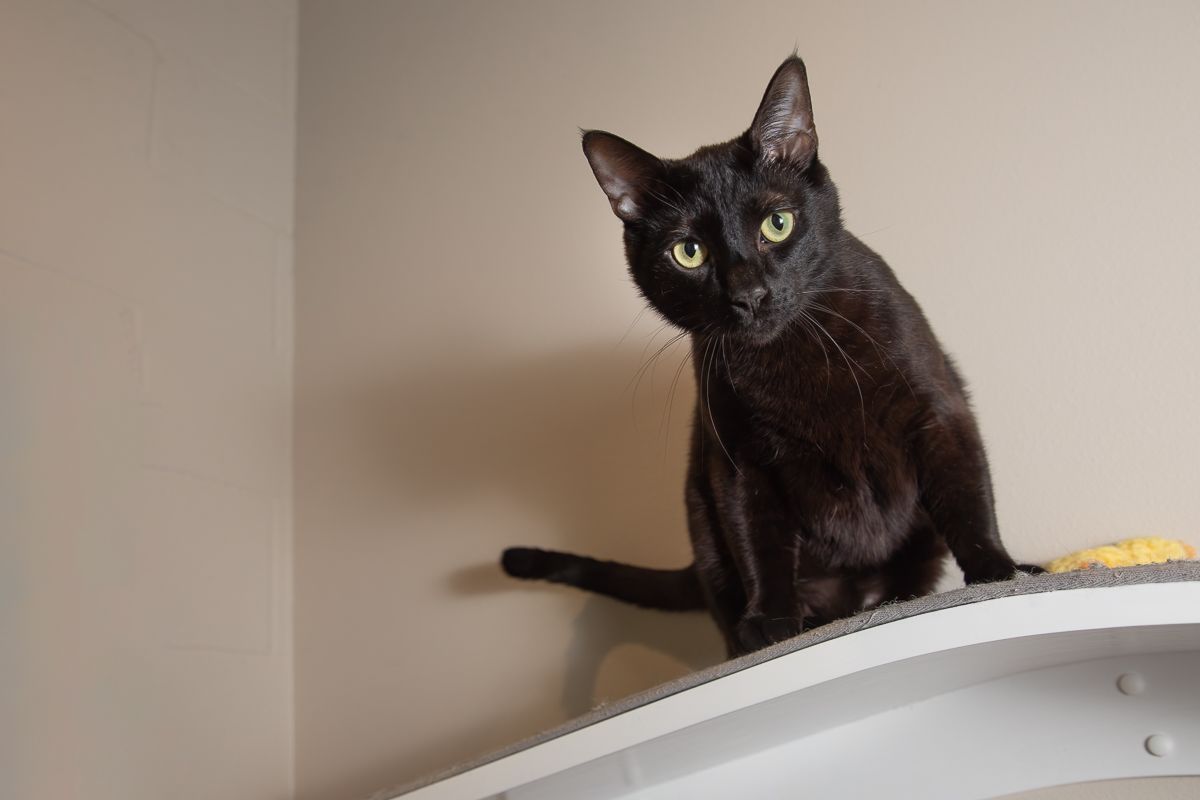 About the Spooky Cat Halloween Shirt campaign on Bonfire 2