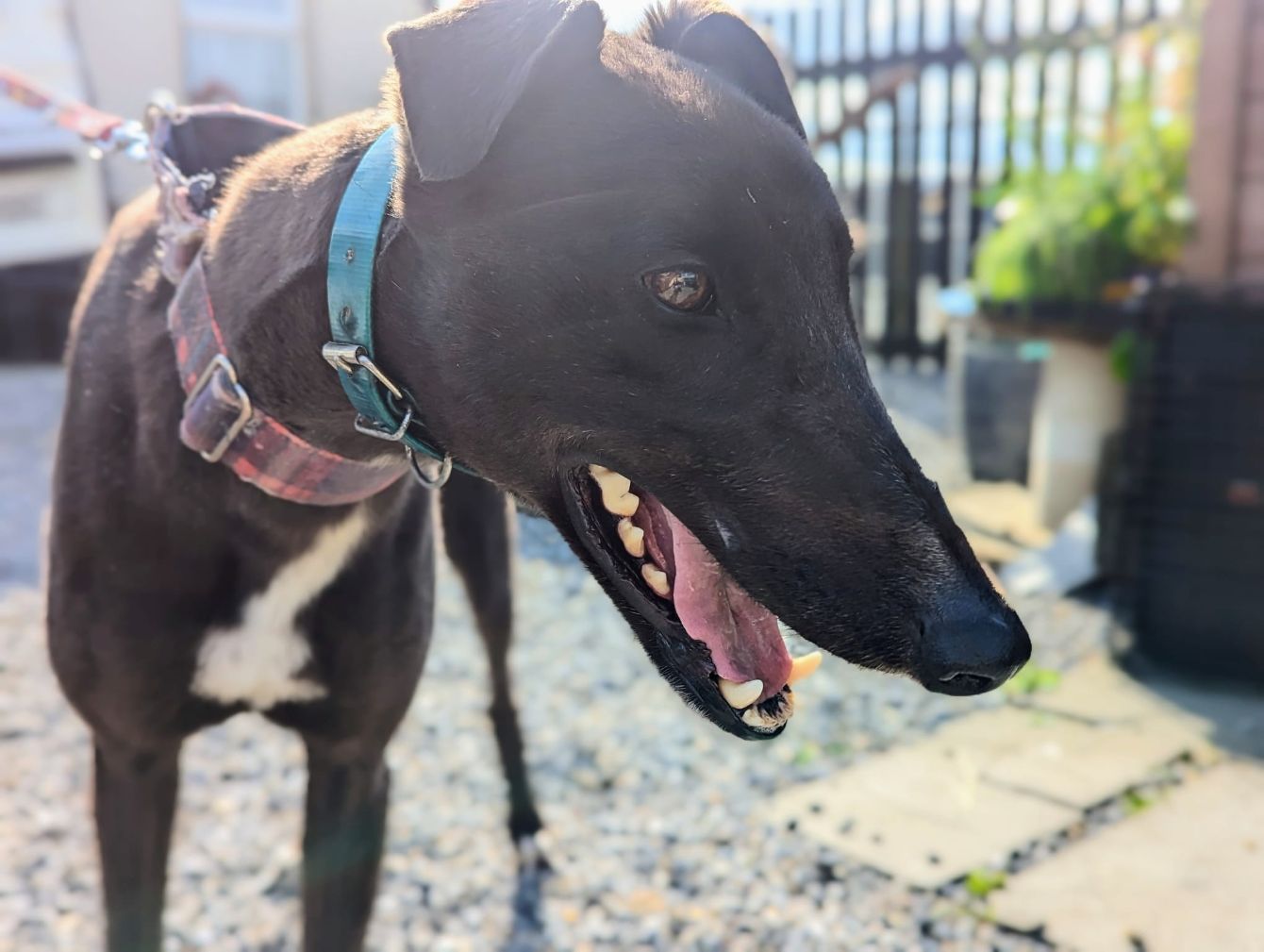 About the Greyhounds in Motion x The Haven Rescue campaign on Bonfire 2