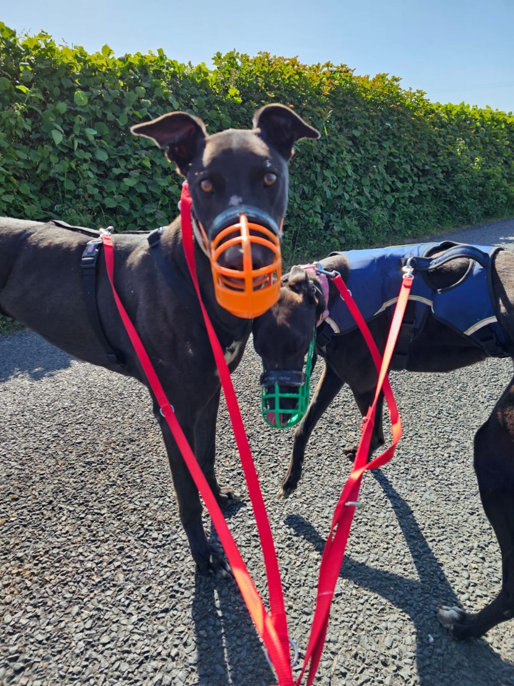 About the Greyhounds in Motion x The Haven Rescue campaign on Bonfire 5