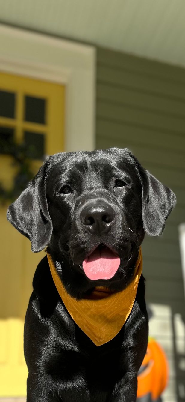 About the Sunny Days Ahead ?? campaign on Bonfire 2